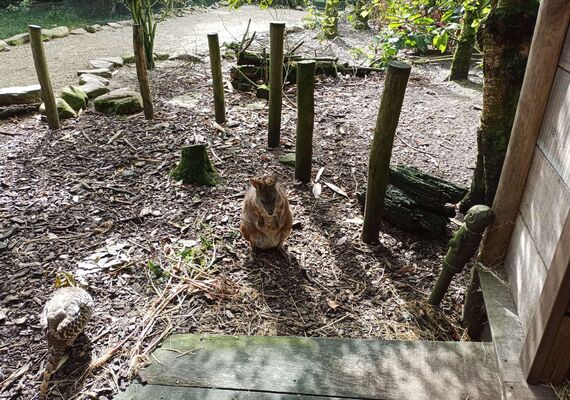 Prikkelarm naar de dierentuin
