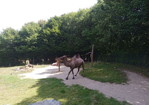 Prikkelarme dierentuindag bij GaiaZOO Kerkrade