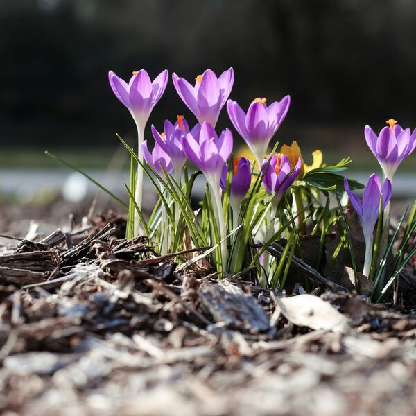 Heb jij al last van lentekriebels?