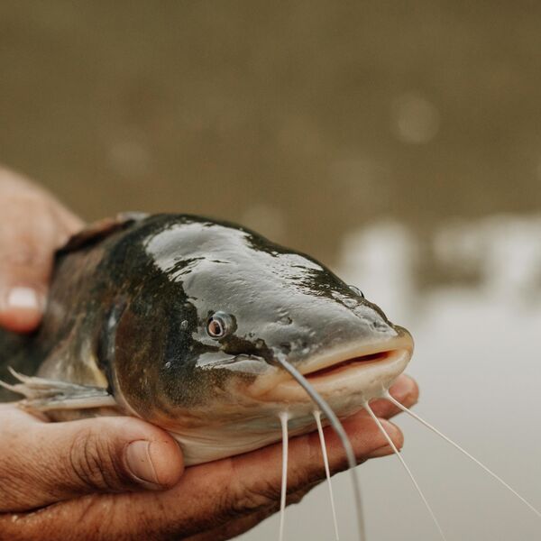 Catfishing, wat is dat?