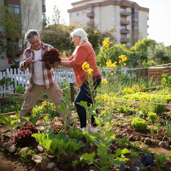 Tips: Samen een moestuin starten