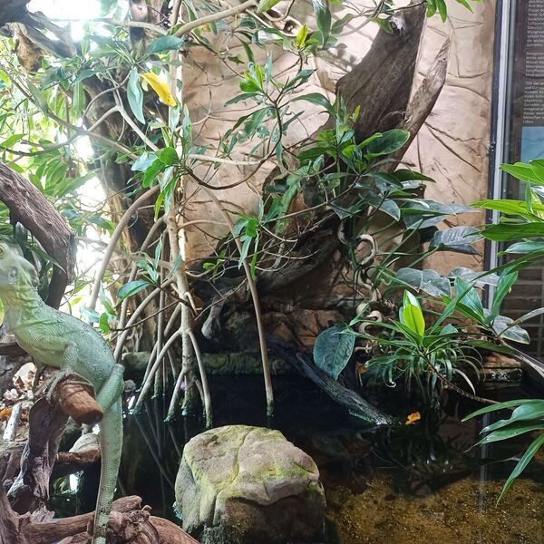 Prikkelarme dierentuindag Reptielenhuis De Aarde Breda